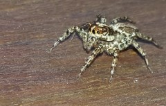Asaphobelis physonychus