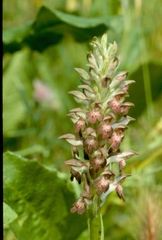 Anacamptis coriophora fragrans