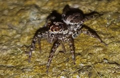 Asaphobelis physonychus