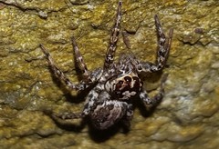 Asaphobelis physonychus