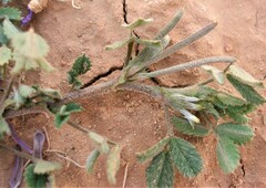 Medicago polyceratia image