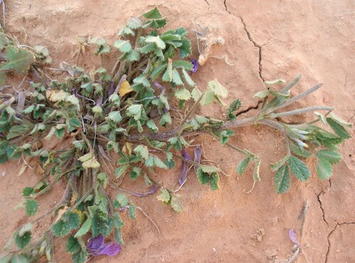 Medicago polyceratia image