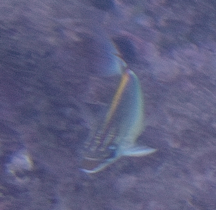 Bridled Monacle Bream