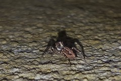 Asaphobelis physonychus