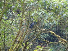 Cyanocorax violaceus