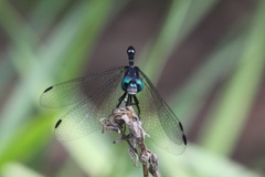 Micrathyria hypodidyma