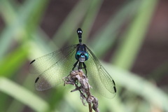 Micrathyria hypodidyma