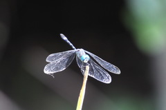 Micrathyria hypodidyma