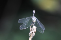Micrathyria hypodidyma
