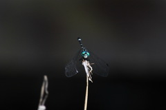 Micrathyria hypodidyma