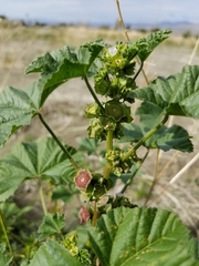 Malva parviflora