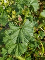 Malva parviflora