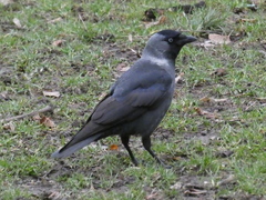 Corvus monedula