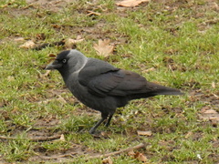 Corvus monedula