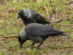 Corvus monedula