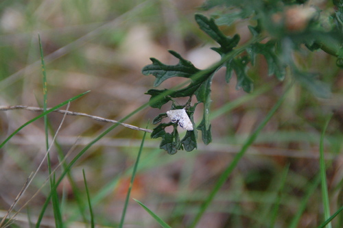 Cataclysta lemnata