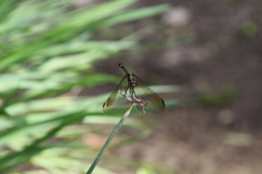 Micrathyria hypodidyma