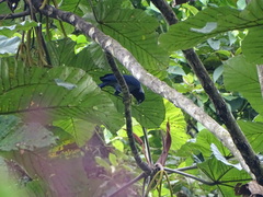 Cyanocorax violaceus