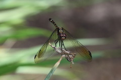 Micrathyria hypodidyma