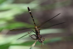 Micrathyria hypodidyma