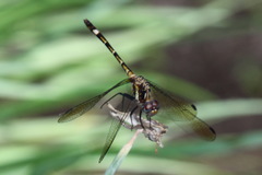 Micrathyria hypodidyma