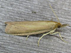 Peoria gematella