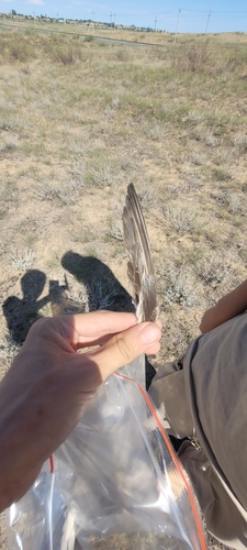 Plume de Combattant varié