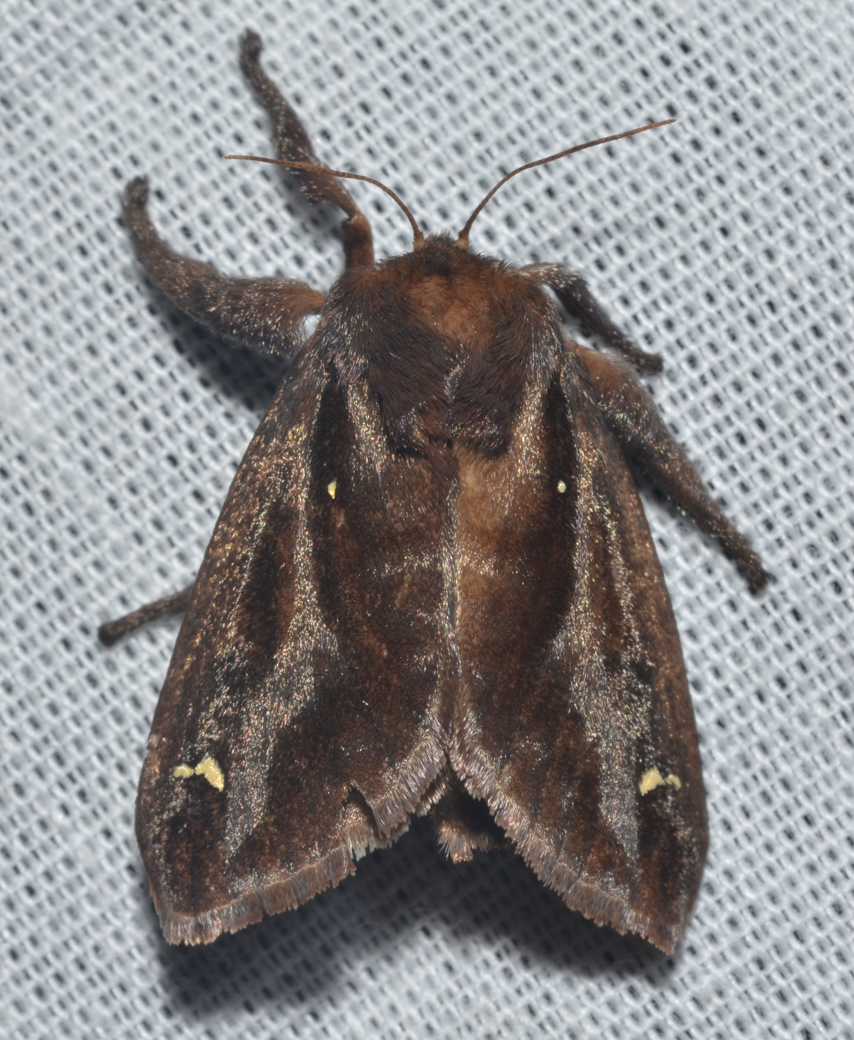 Saddleback Caterpillar Moths and Allies (Genus Acharia) · iNaturalist