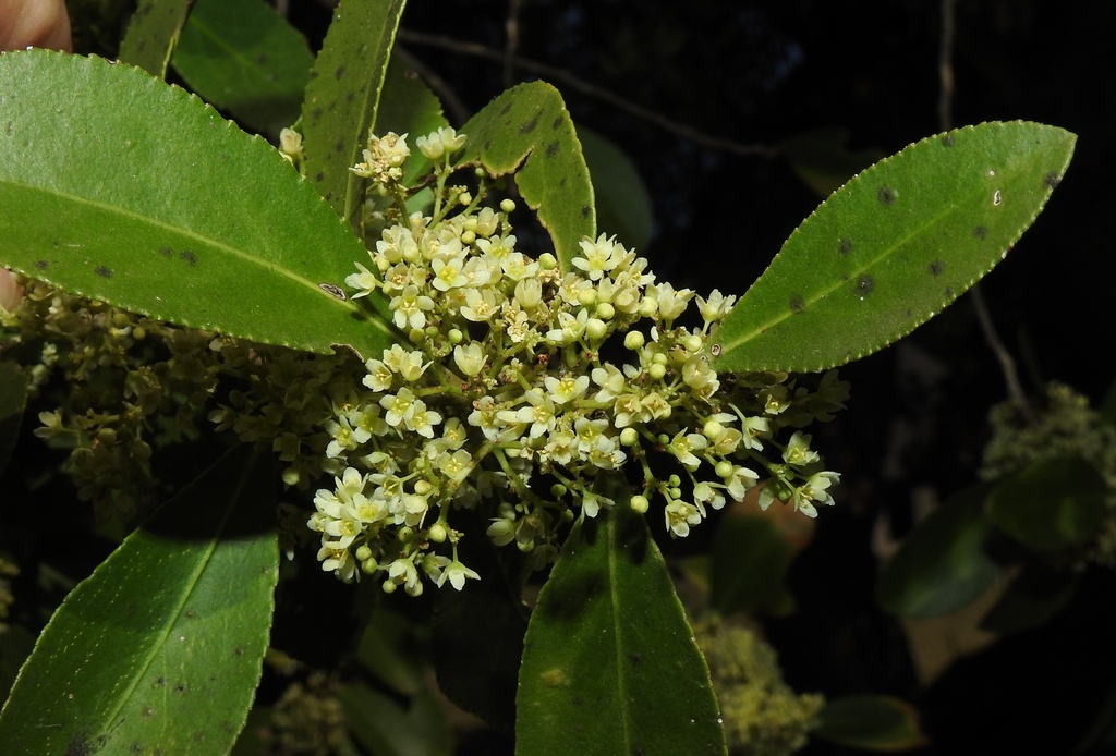 confetti spikethorn from uMkhanyakude District Municipality, South ...