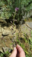 Streptanthus insignis