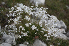 Gypsophila tenuifolia