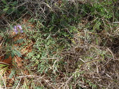 Astragalus distortus