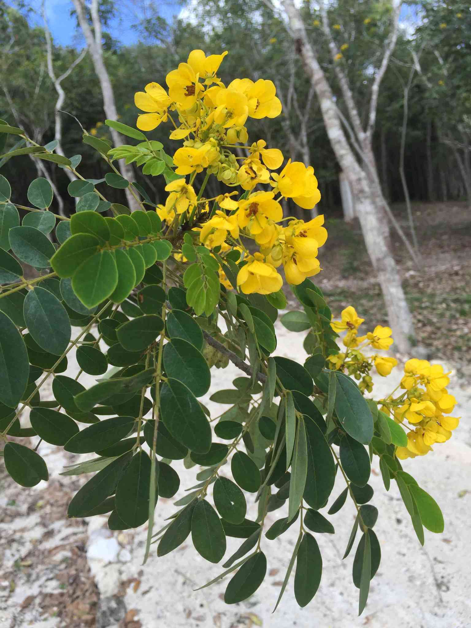 Senna racemosa