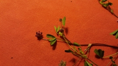 Trifolium depauperatum