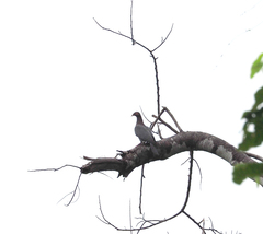 Patagioenas squamosa