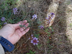 Astragalus distortus