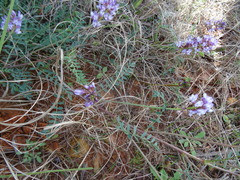 Astragalus distortus