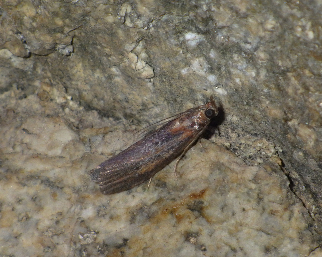 Selagia spadicella