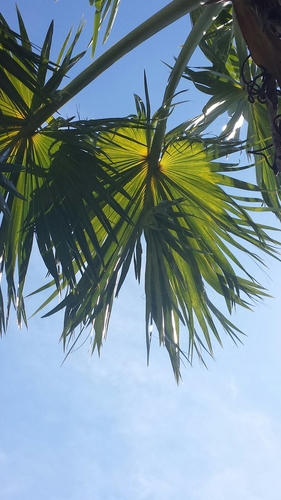 Image of Bismarckia nobilis by no rights reserved