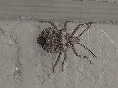 Brochymena affinis