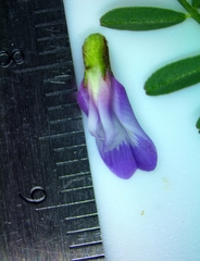 Astragalus distortus