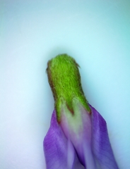 Astragalus distortus