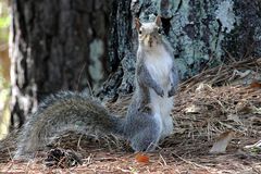 Sciurus carolinensis