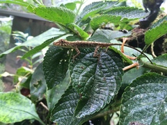 Anolis maculiventris