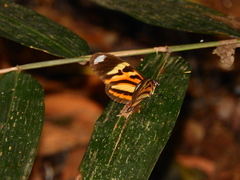 Heliconius ethilla