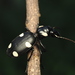 Six-spot Ground Beetle - Photo (c) Dharmendra Padhiyar, some rights reserved (CC BY-NC), uploaded by Dharmendra Padhiyar