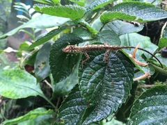Anolis maculiventris