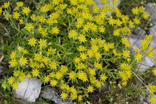 How to identify Saxifraga aizoides L.