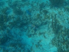 Holocentrus adscensionis