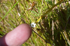 Ipomoea coptica